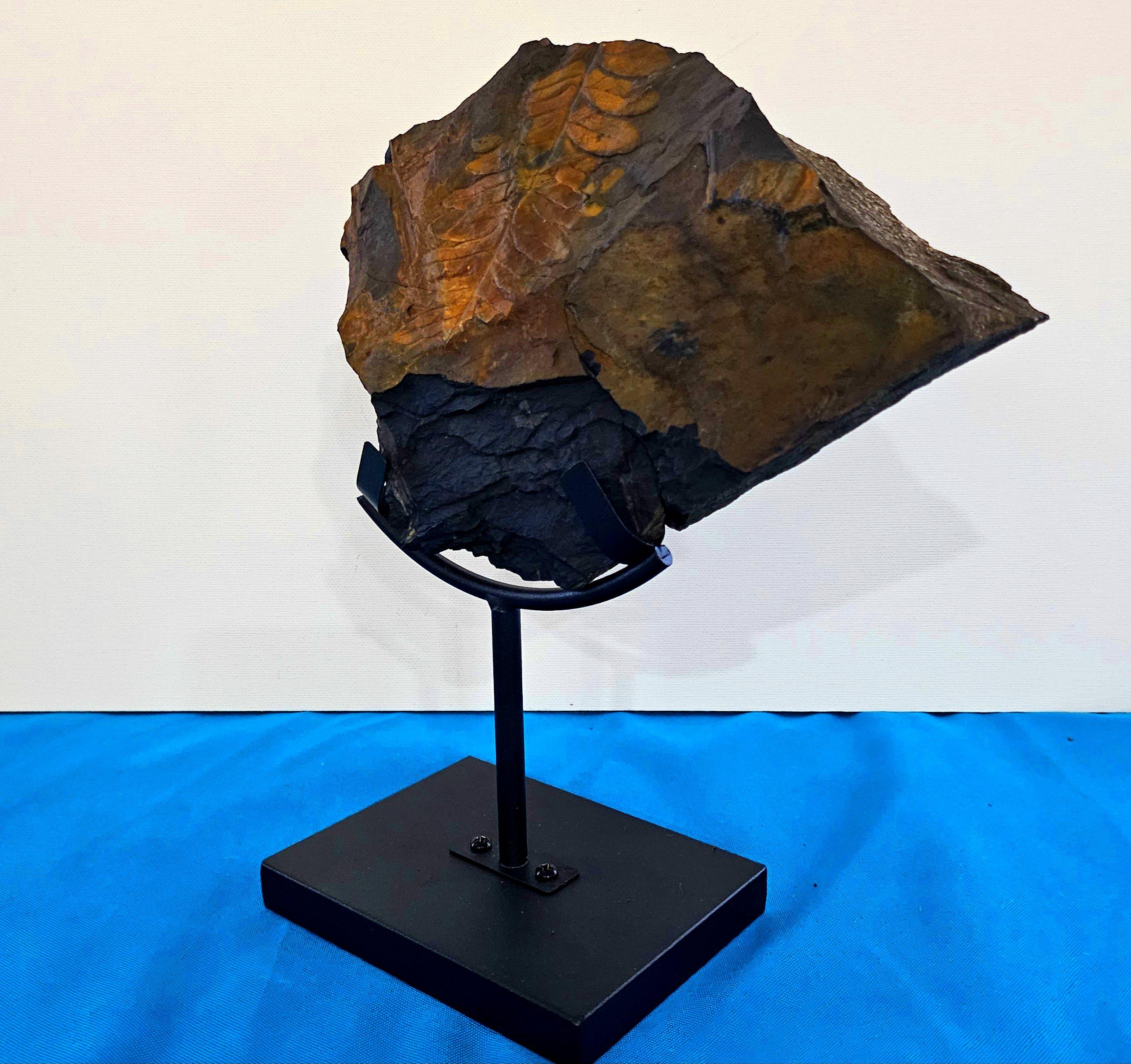 Autre Alethopteris Species Fern Fossil Natural Specimen, 305+ Million Years Old en vente