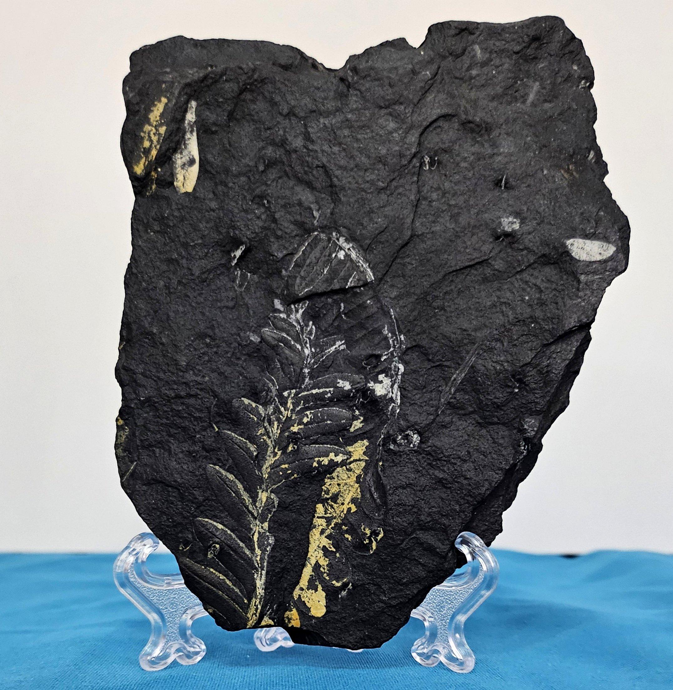 Altro Specie di felce Alethopteris Fossile Nature, 305+ milioni di anni fa in vendita