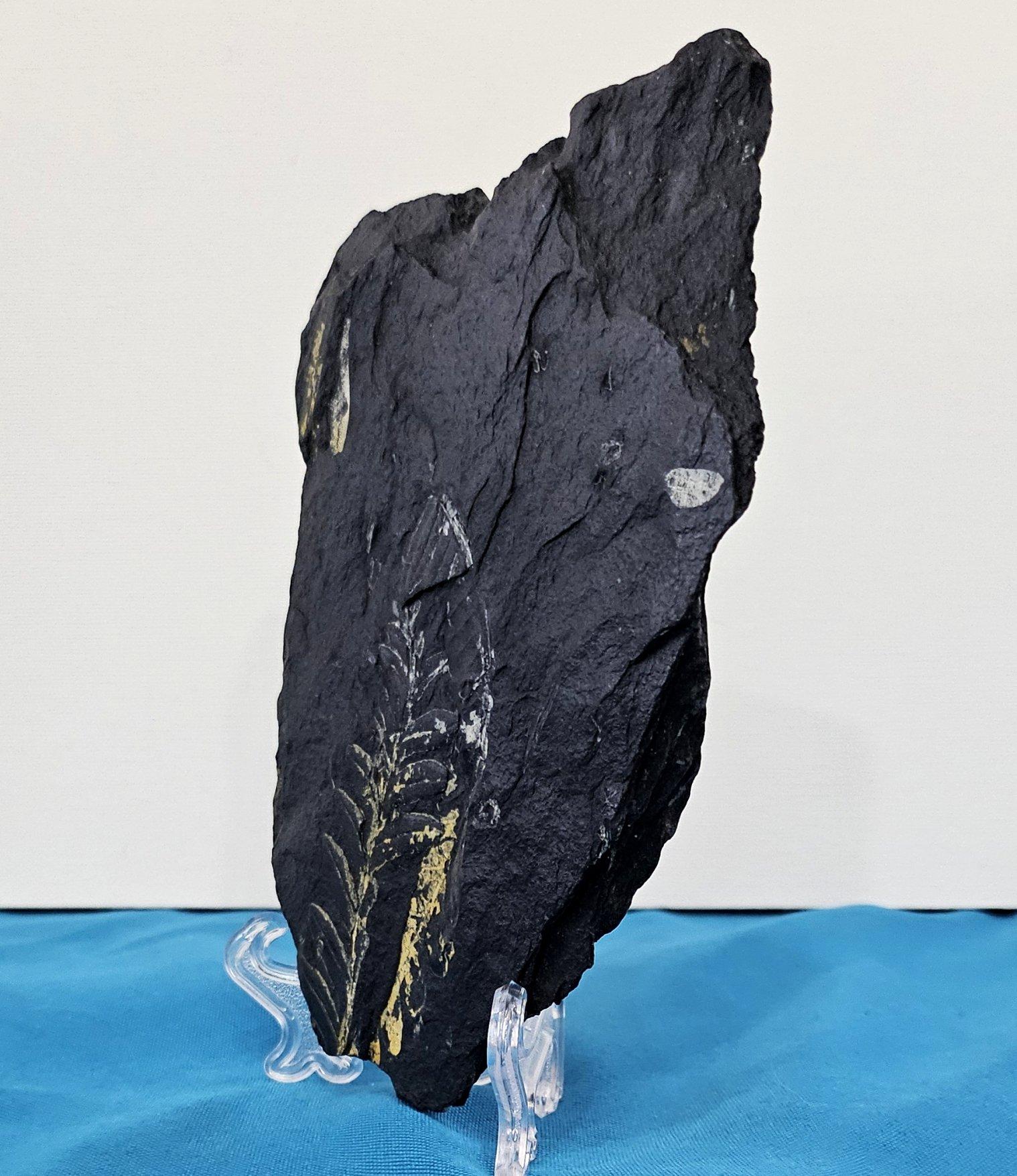 Specie di felce Alethopteris Fossile Nature, 305+ milioni di anni fa In condizioni buone in vendita a Warrenton, OR