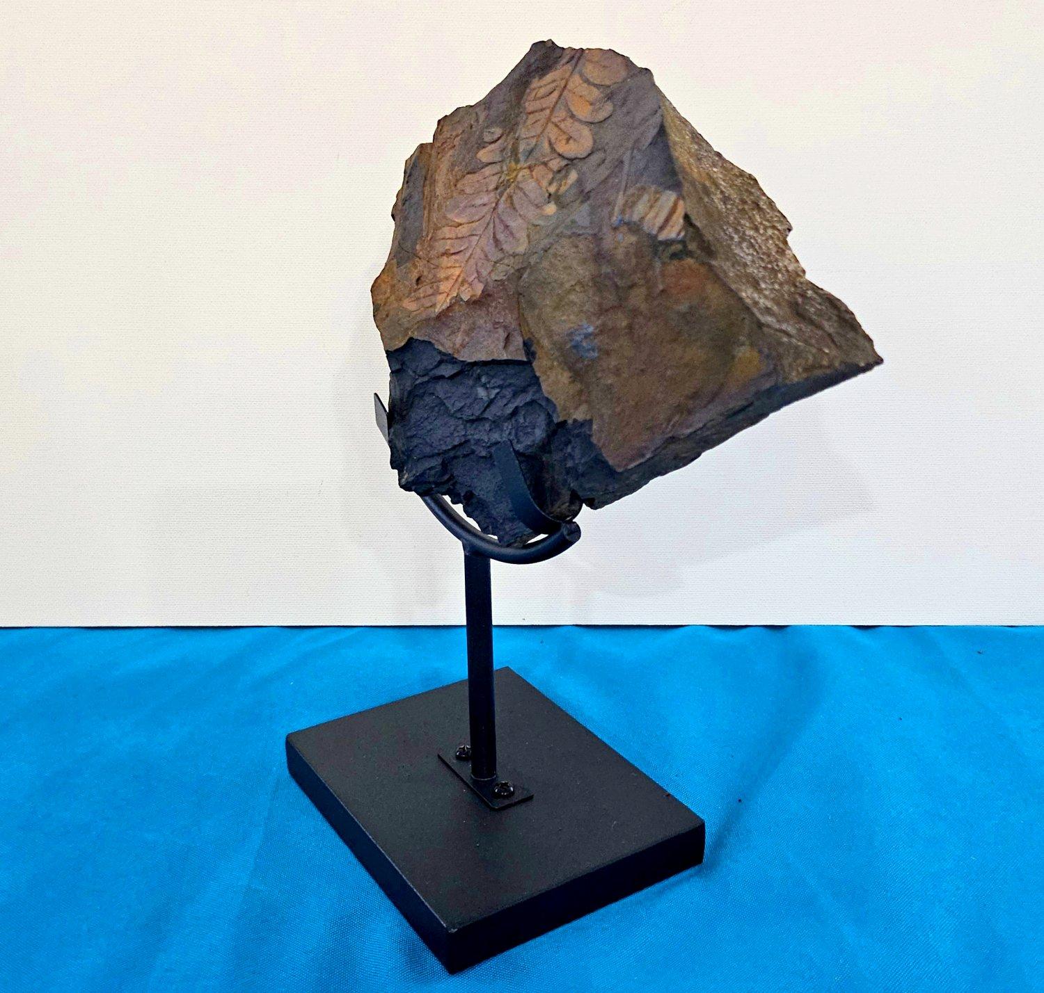XVIIIe siècle et antérieur Alethopteris Species Fern Fossil Natural Specimen, 305+ Million Years Old en vente