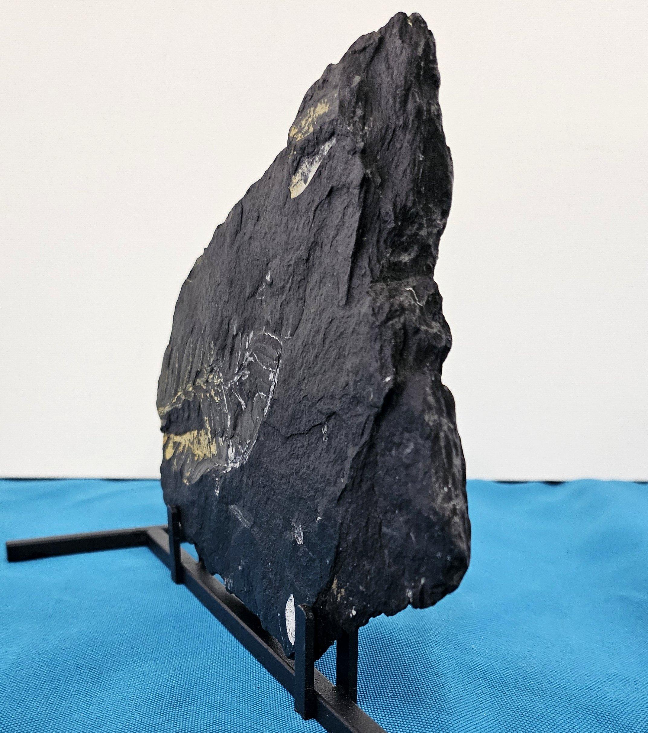 Fino al XVIII secolo Specie di felce Alethopteris Fossile Nature, 305+ milioni di anni fa in vendita