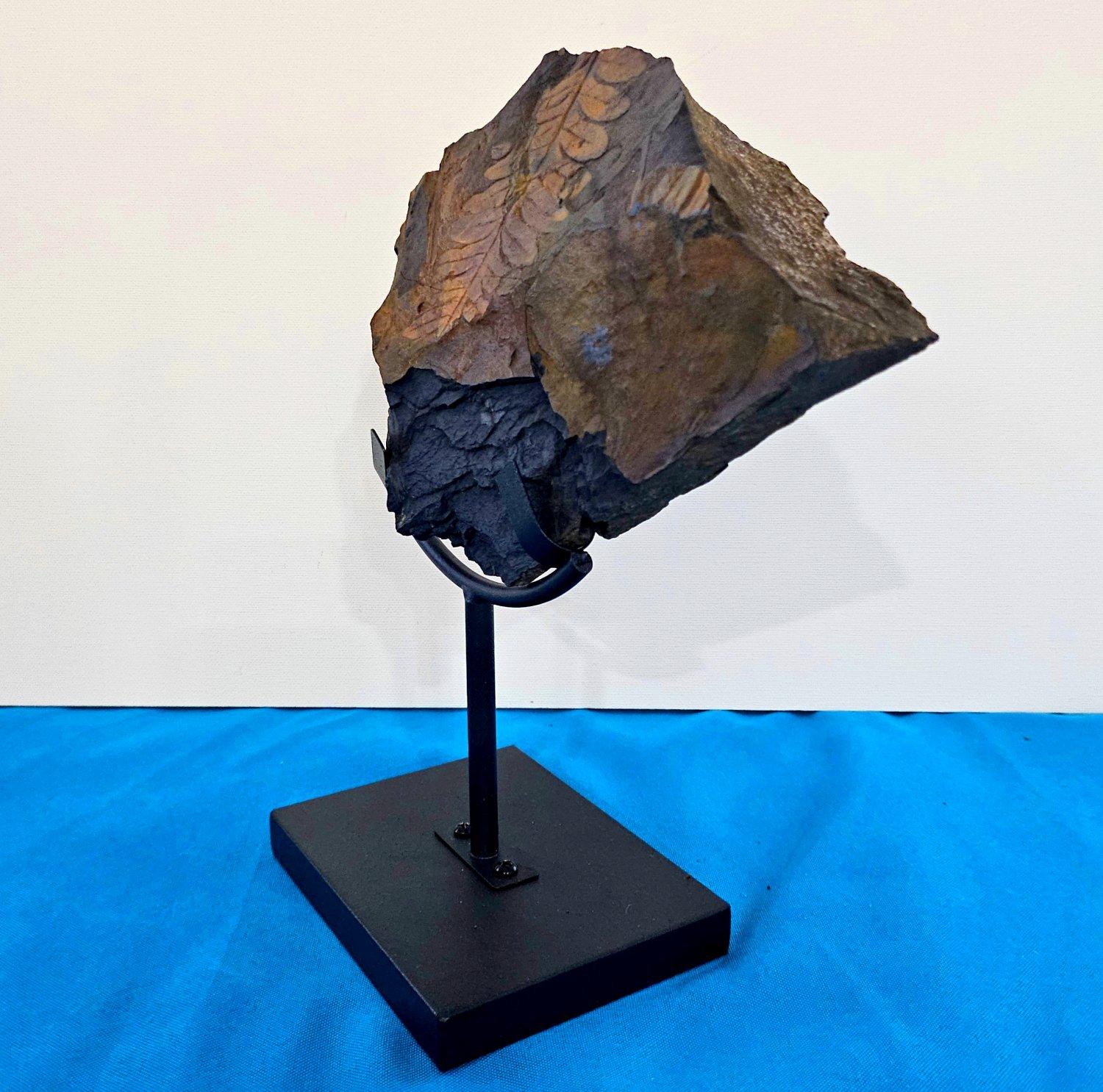 Matériaux organiques Alethopteris Species Fern Fossil Natural Specimen, 305+ Million Years Old en vente