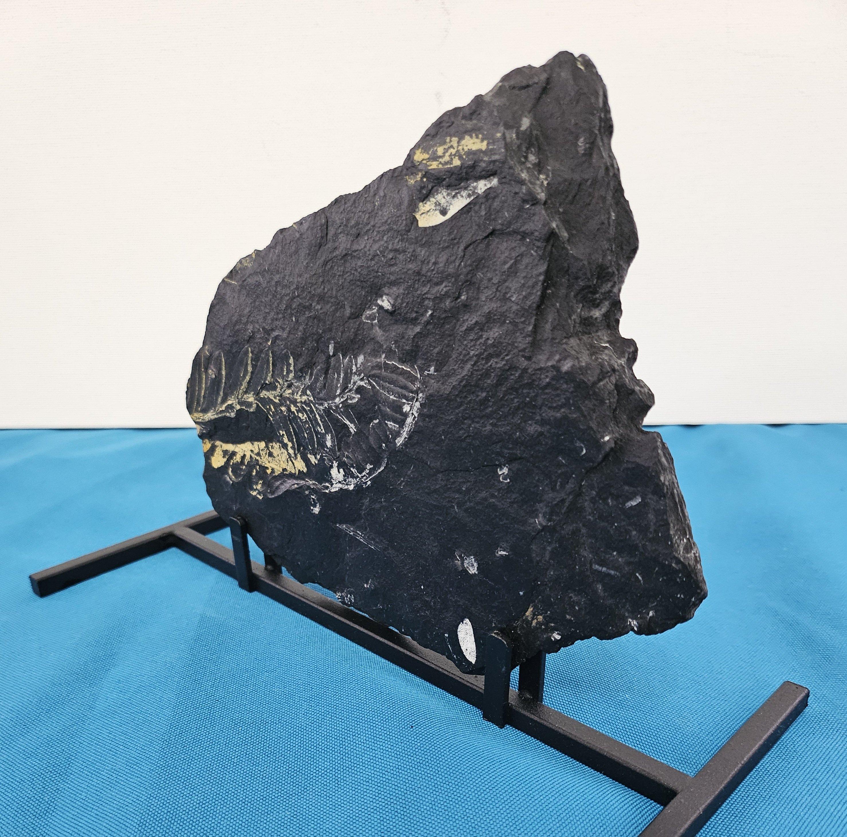 Materiale organico Specie di felce Alethopteris Fossile Nature, 305+ milioni di anni fa in vendita