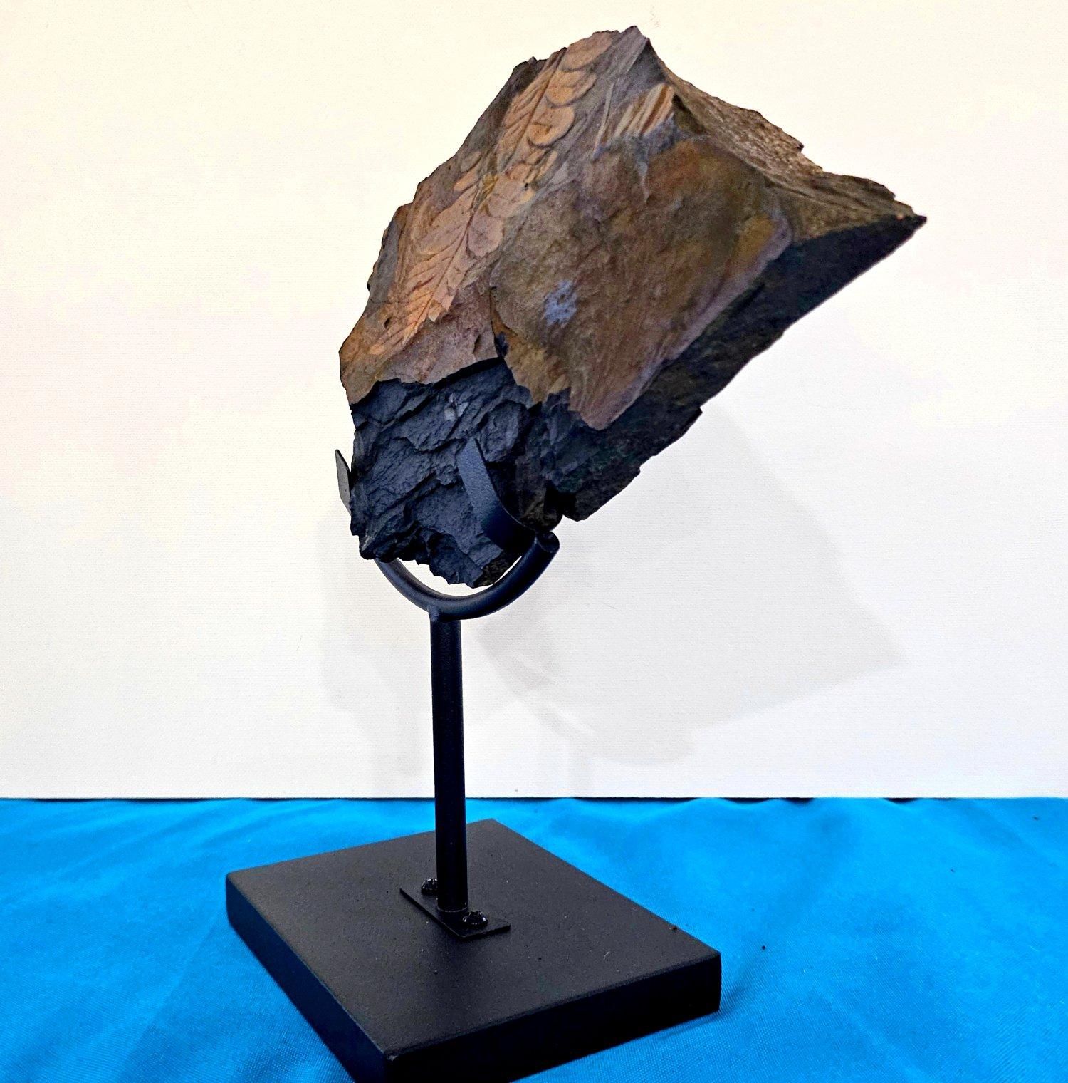 Alethopteris Species Fern Fossil Natural Specimen, 305+ Million Years Old en vente 1