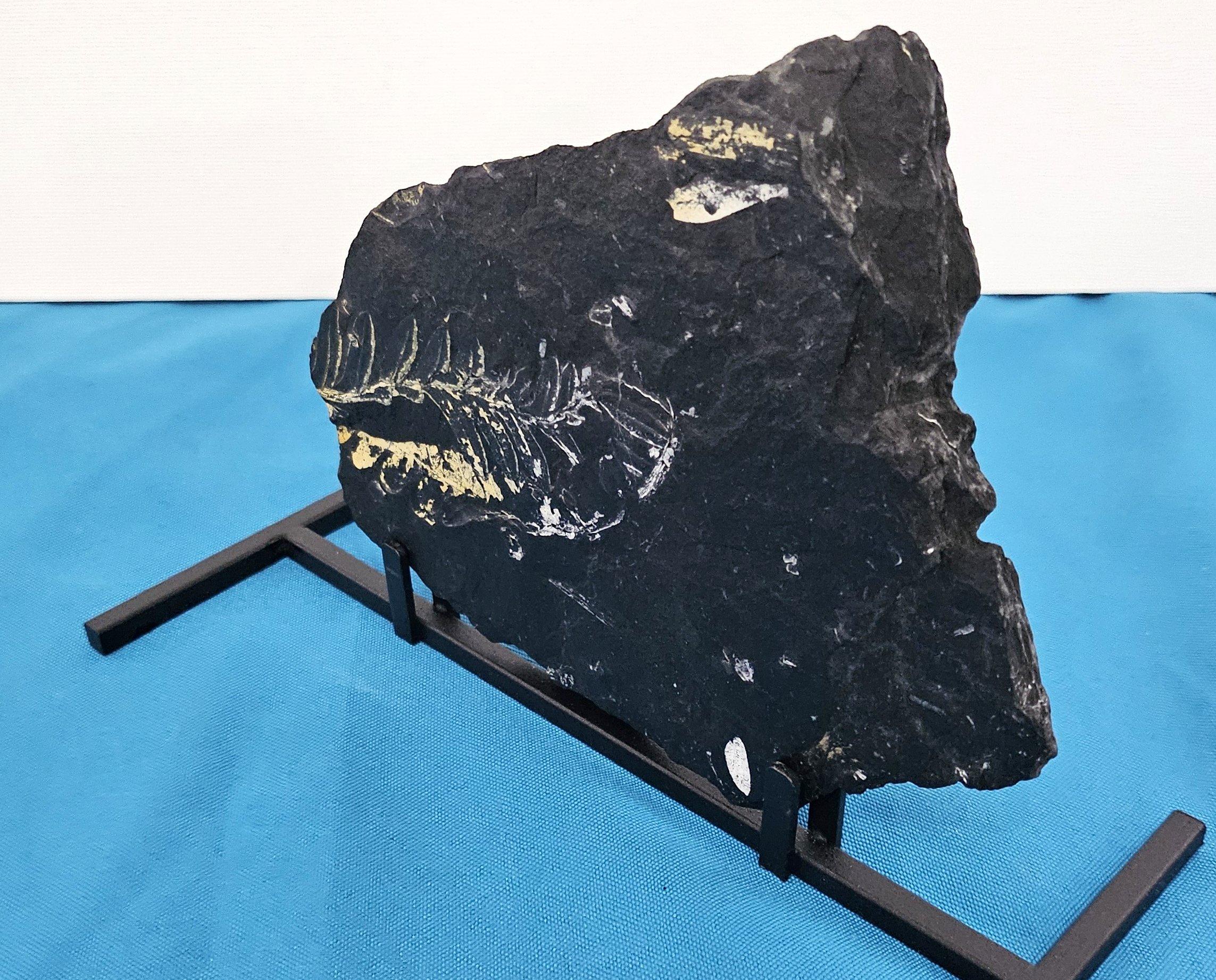 Specie di felce Alethopteris Fossile Nature, 305+ milioni di anni fa in vendita 1