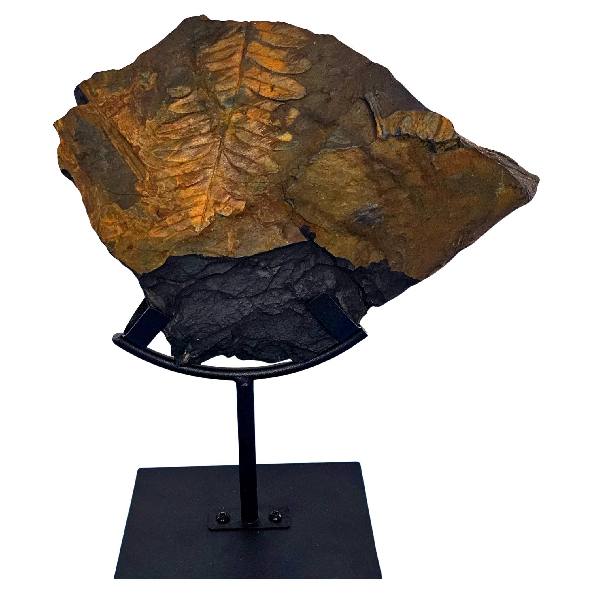 Alethopteris Species Fern Fossil Natural Specimen, 305+ Million Years Old en vente