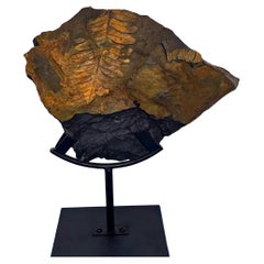 Alethopteris Species Fern Fossil Natural Specimen, 305+ Million Years Old