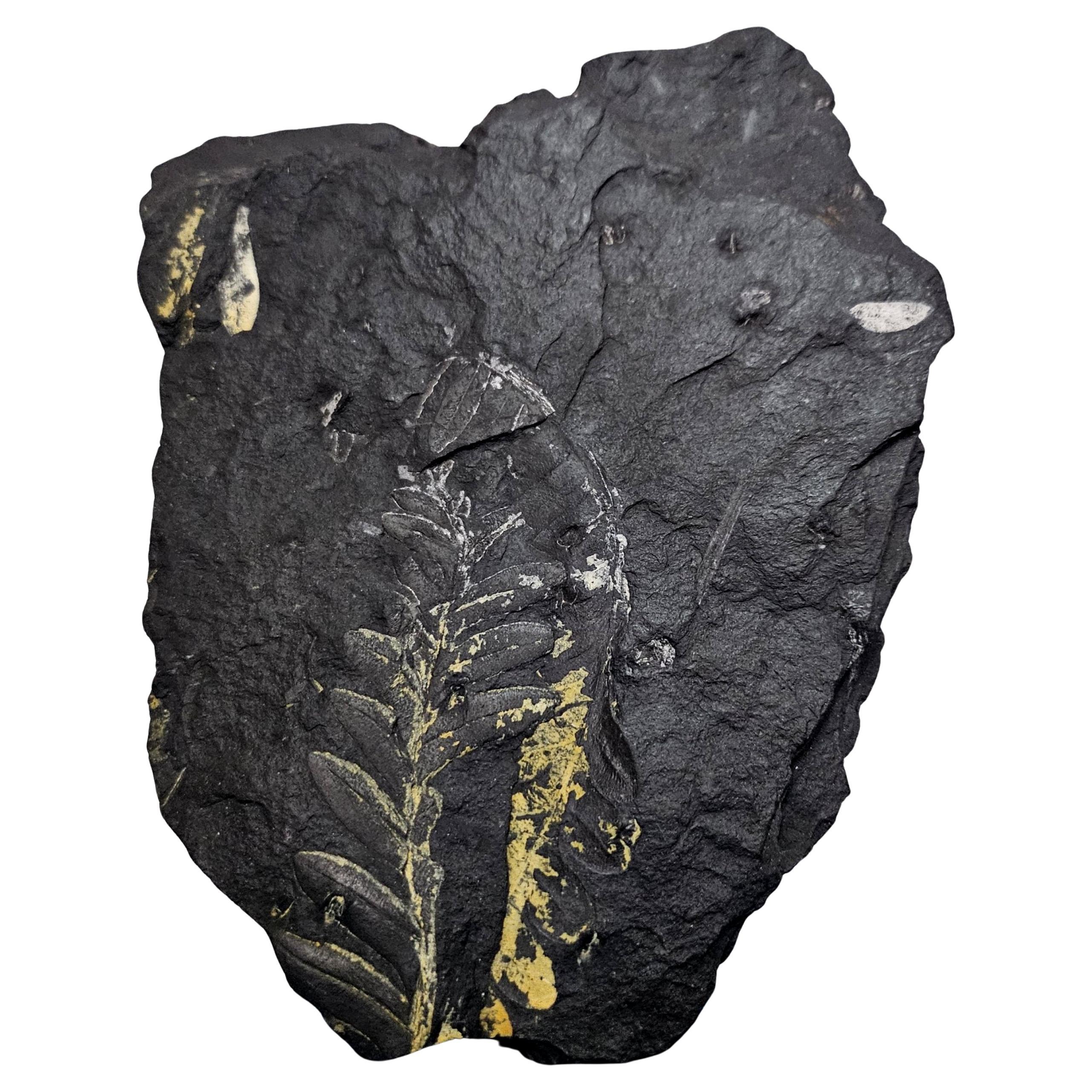 Specie di felce Alethopteris Fossile Nature, 305+ milioni di anni fa