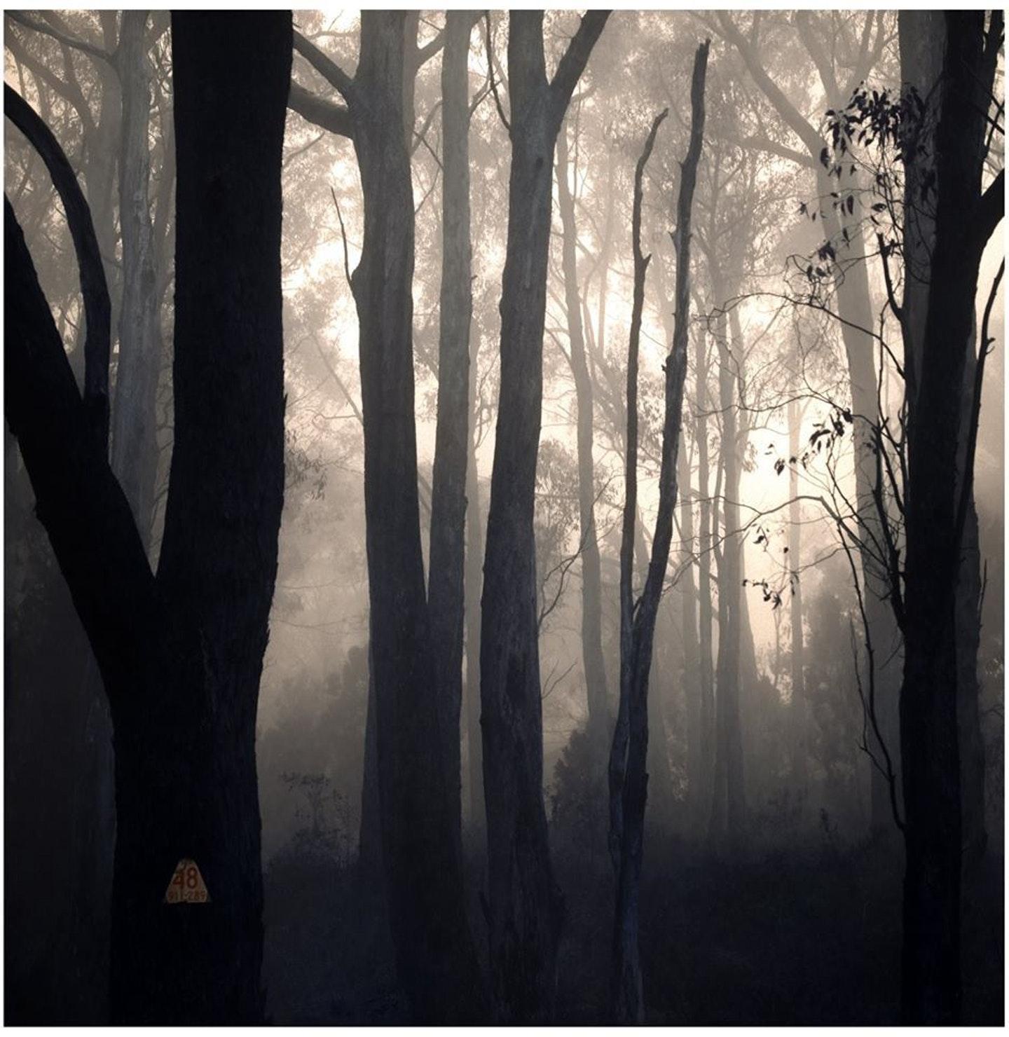 Fine art photographic print. Sold unframed. Limited edition - the first of 3.

Trees in the Cleland National Park, South Australia, cloaked in fog. 

ALEX FRAYNE is a contemporary South Australian photographer, primarily working in analogue film