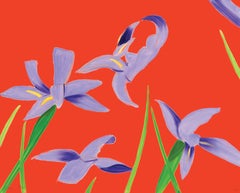 Purple irises on red