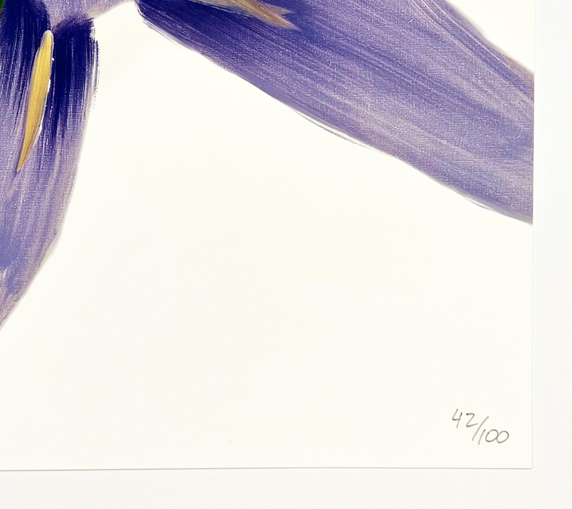 Purple Irises on White 1
