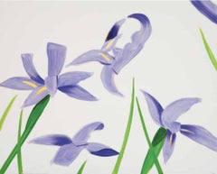 Purple Irises on White