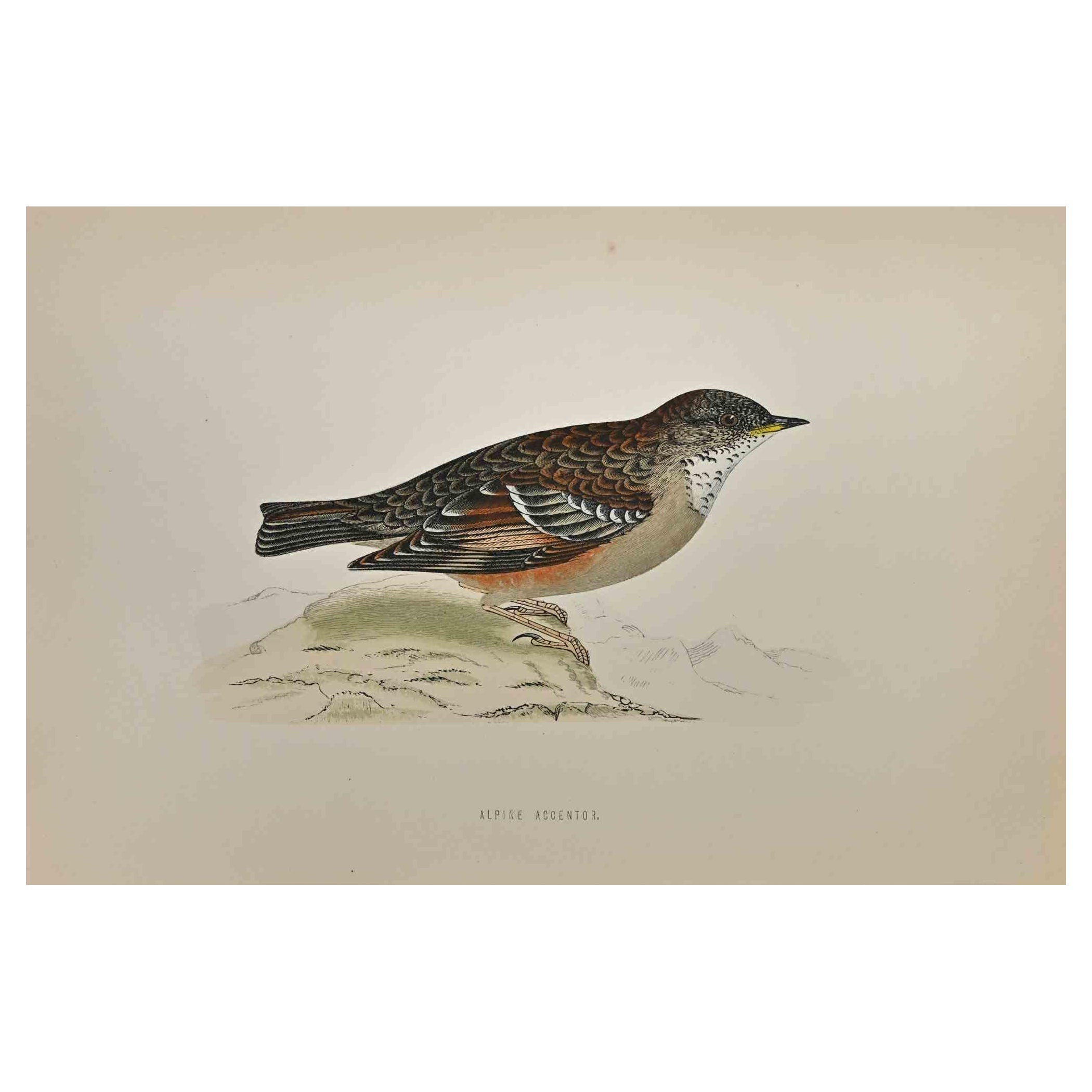 Accentor alpin - Impression sur bois d'Alexander Francis Lydon  - 1870