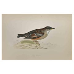 Alpine Accentor - Woodcut Print by Alexander Francis Lydon  - 1870