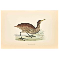 American Bittern - Woodcut Print by Alexander Francis Lydon  - 1870