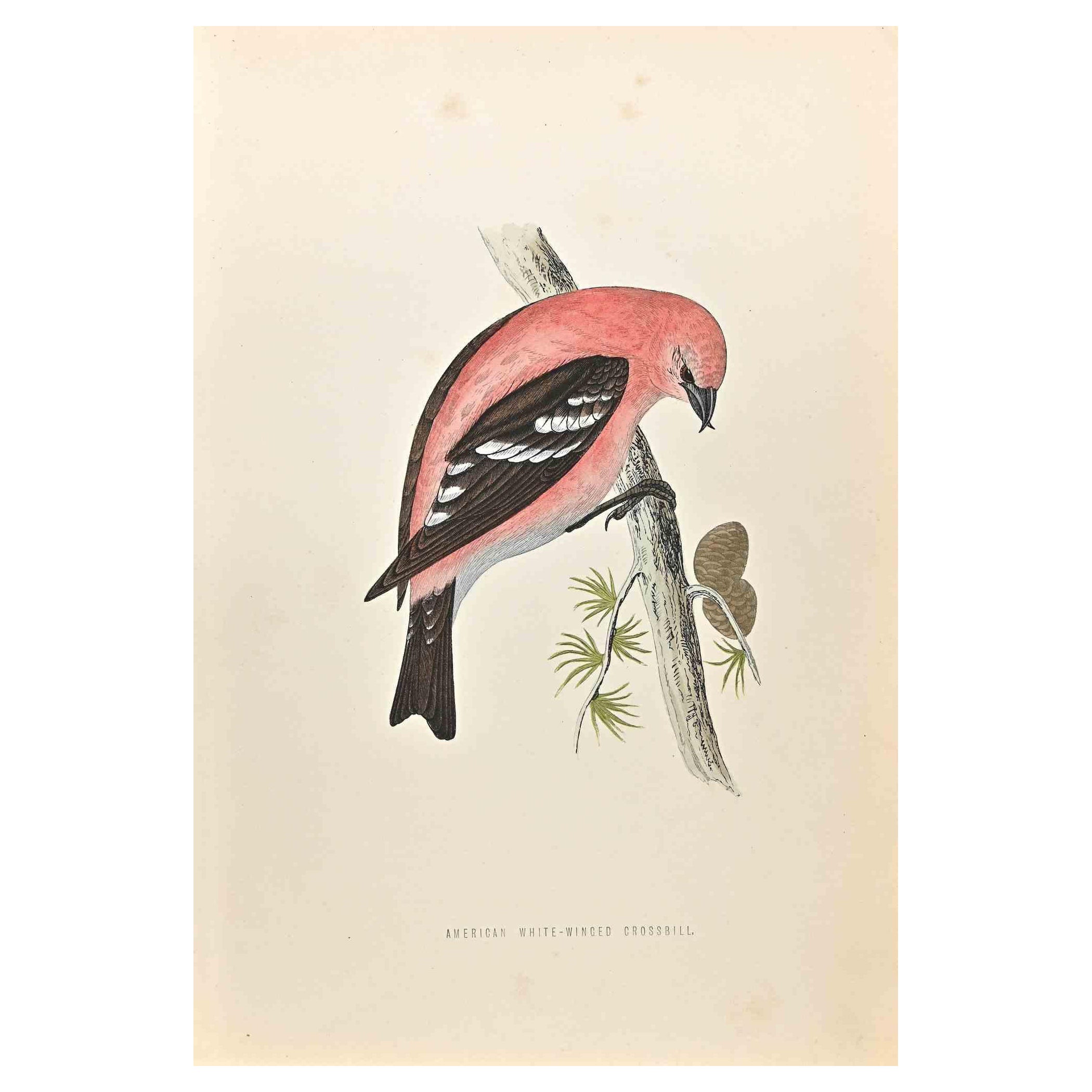 Crossbi américain à ailes croisées blanches - gravure sur bois d'Alexander Francis Lydon  - 1870