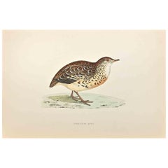 Quaglia andalusa - Stampa xilografica di Alexander Francis Lydon  - 1870