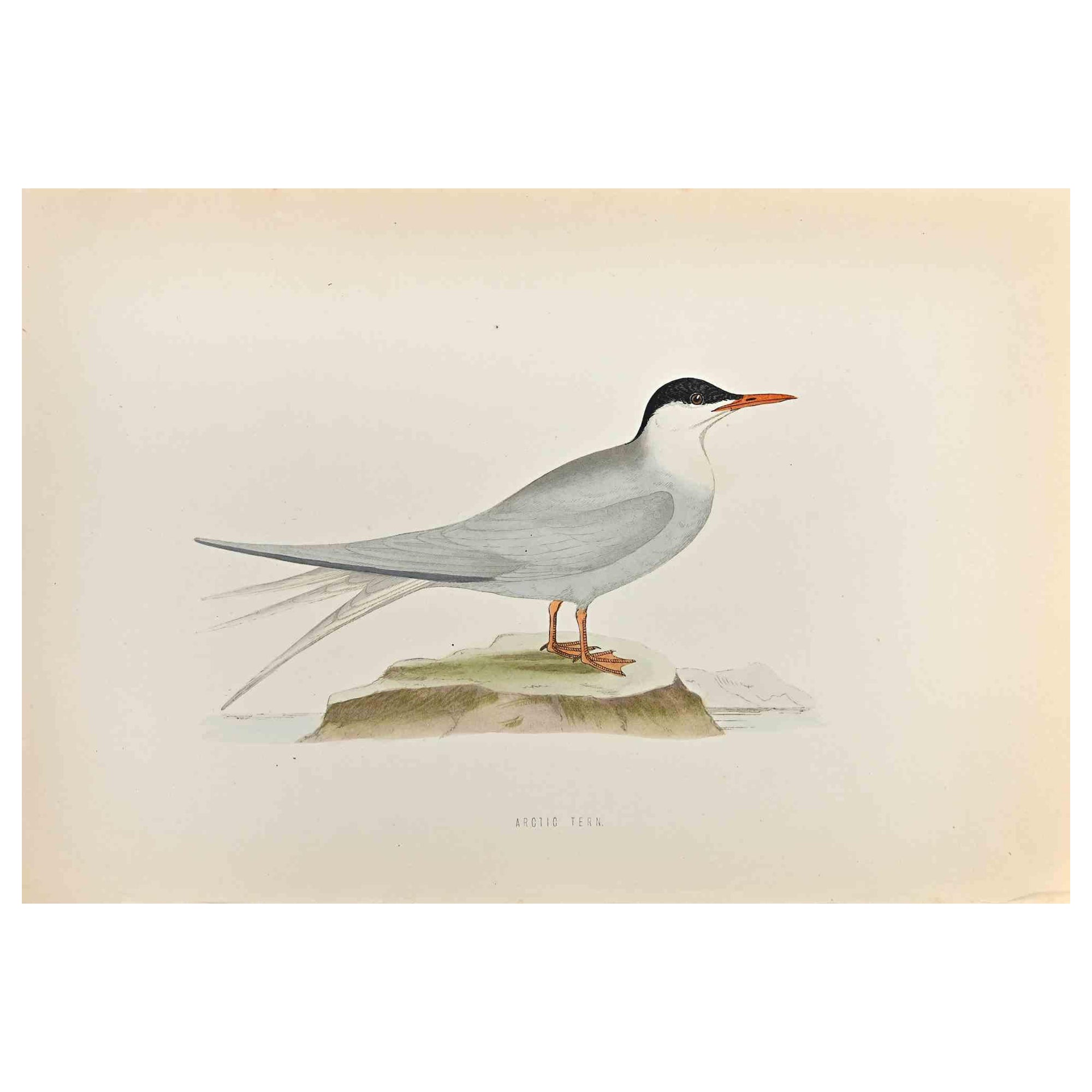 La sterne arctique est  une œuvre d'art moderne réalisée en 1870 par l'artiste britannique Alexander Francis Lydon (1836-1917) . 

Gravure sur bois, colorée à la main, publiée par London, Bell & Sons, 1870.  Nom de l'oiseau imprimé dans la plaque.