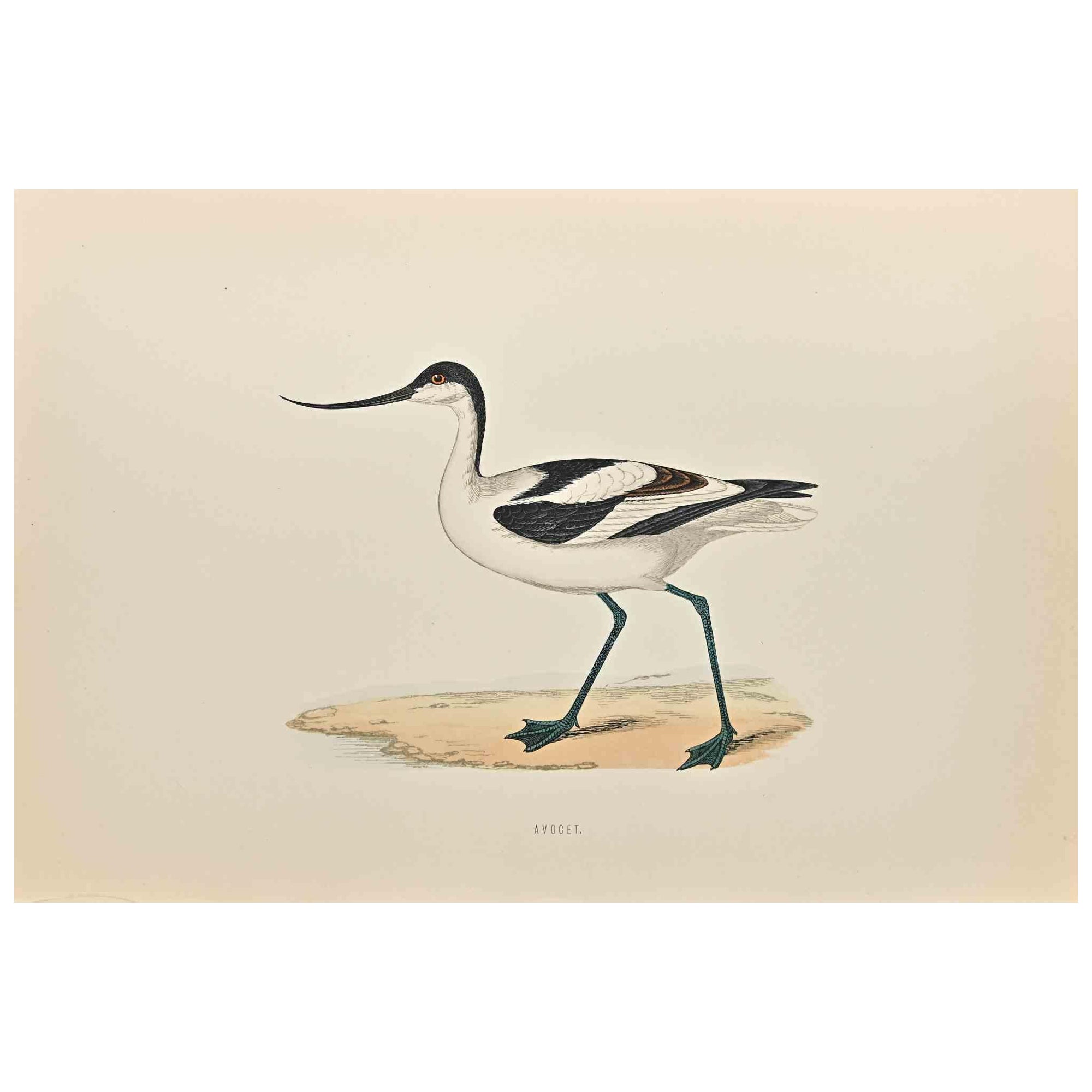 Avocet - Impression sur bois d'Alexander Francis Lydon  - 1870