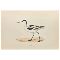 Avocetta - Stampa xilografica di Alexander Francis Lydon  - 1870