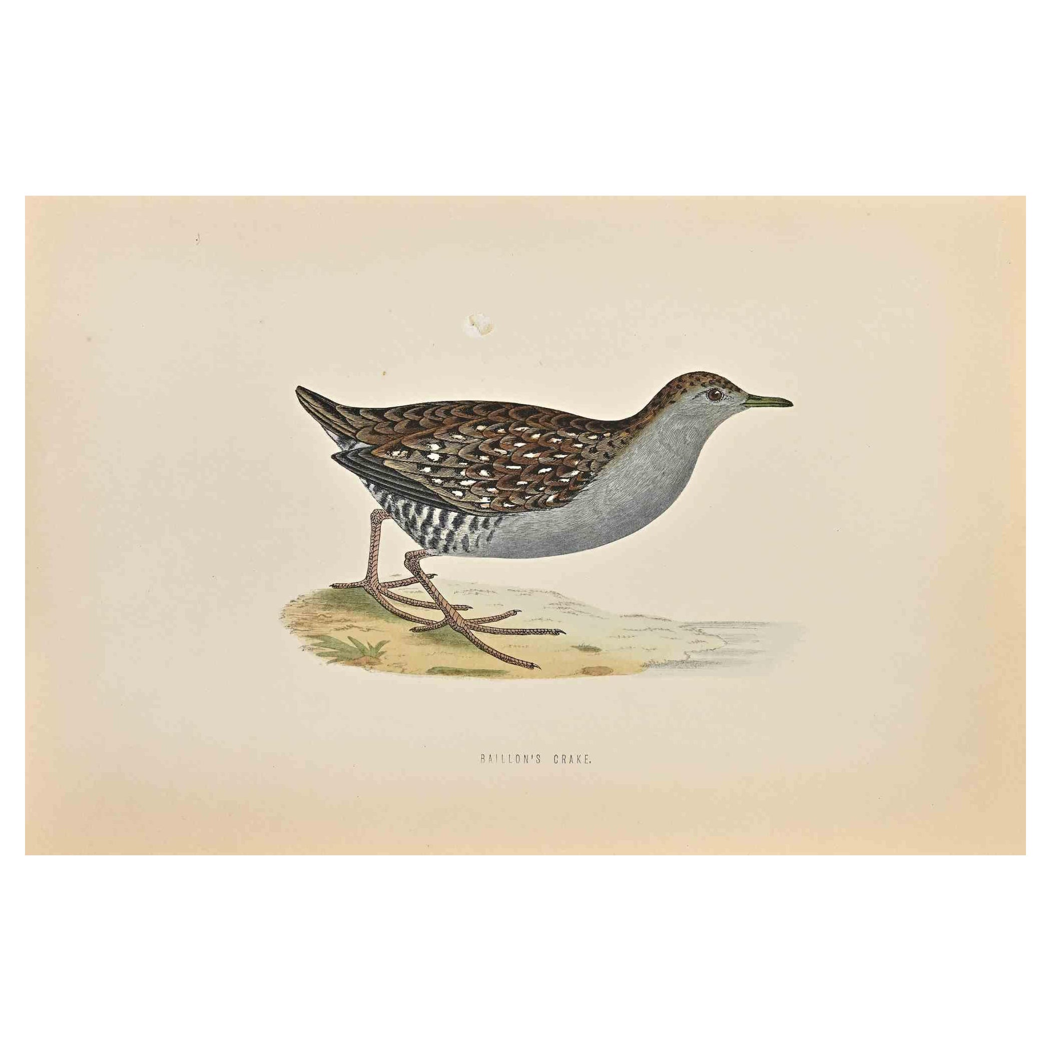 Baillon's Crake - Impression sur bois d'Alexander Francis Lydon  - 1870