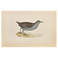 La crake di Baillon - Stampa xilografica di Alexander Francis Lydon  - 1870