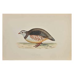 Barbary Patridge- Grabado xilográfico de Alexander Francis Lydon  - 1870