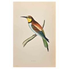 Bee-Eater - Holzschnitt von Alexander Francis Lydon  - 1870
