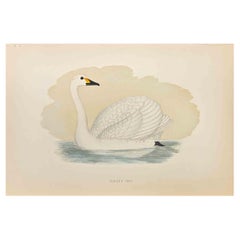 Il cigno di Bewick - Stampa xilografica di Alexander Francis Lydon  - 1870