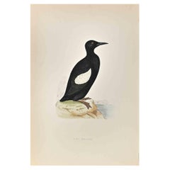 Giullemot nero - Stampa xilografica di Alexander Francis Lydon  - 1870