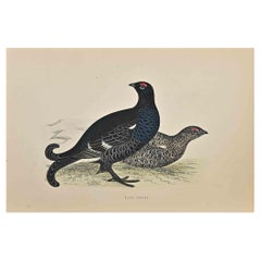 Black Grouse - Woodcut Print by Alexander Francis Lydon  - 1870