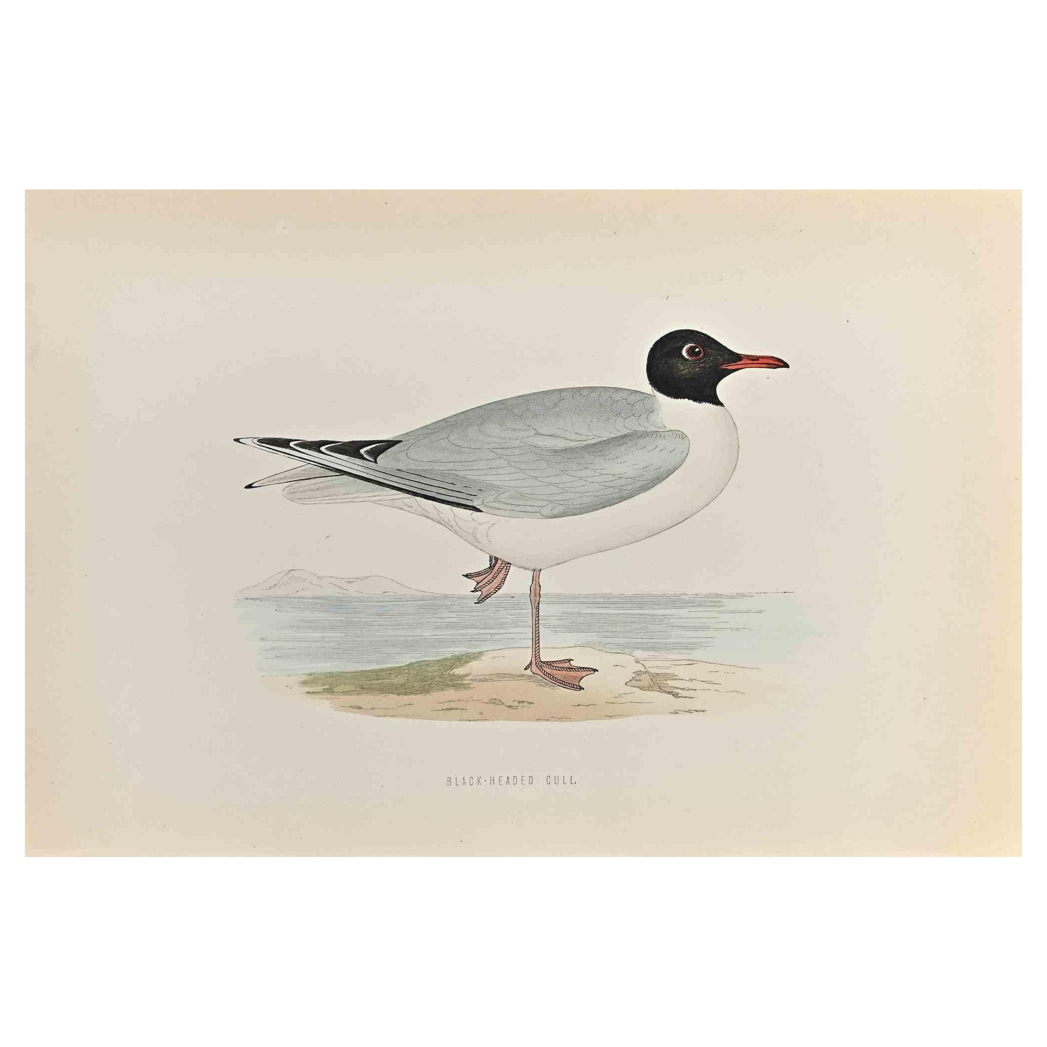 Gaviota cabecinegra - Grabado xilográfico de Alexander Francis Lydon  - 1870