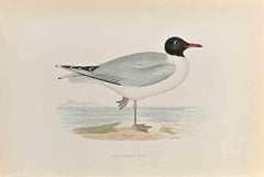 Black- Headed Gull - Woodcut Print by Alexander Francis Lydon  - 1870