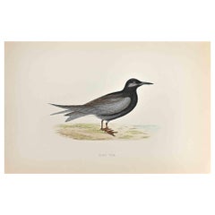 Sterna nera - Stampa xilografica di Alexander Francis Lydon  - 1870
