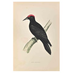 Picchio nero - Stampa xilografica di Alexander Francis Lydon  - 1870