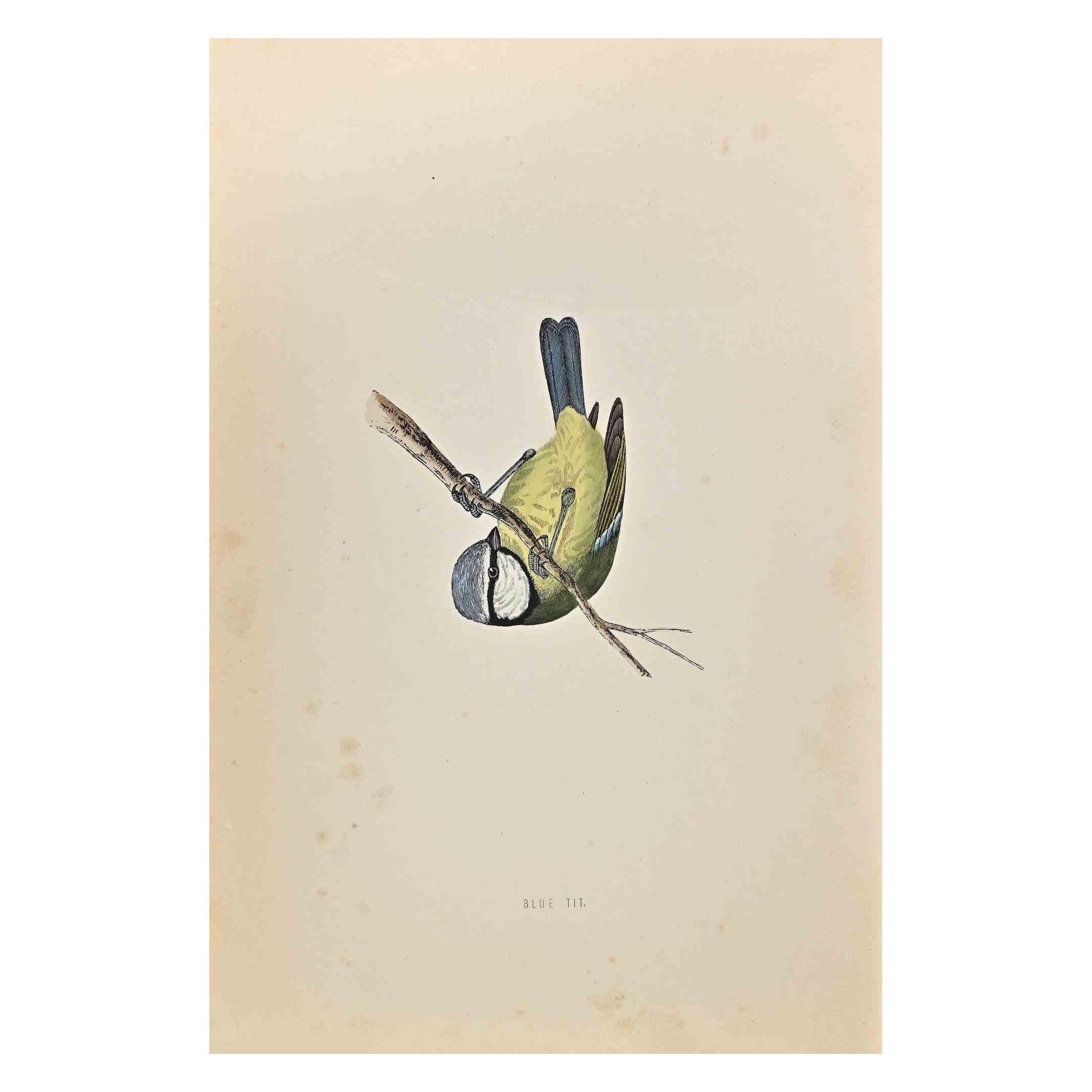 Tit bleu - Impression sur bois d'Alexander Francis Lydon  - 1870