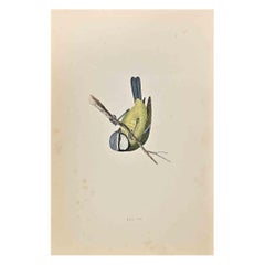 Cinciarella blu - Stampa xilografica di Alexander Francis Lydon  - 1870
