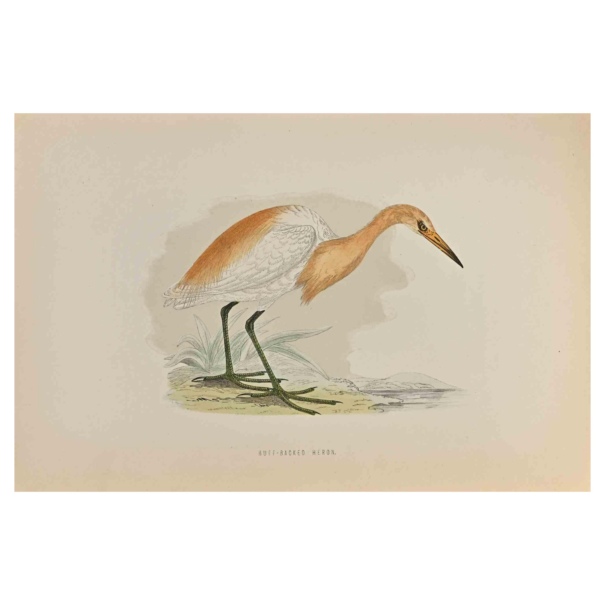 Airone guardabuoi - Stampa xilografica di Alexander Francis Lydon  - 1870