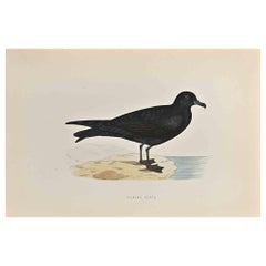 Bulwer's Petrel - Woodcut Print by Alexander Francis Lydon  - 1870