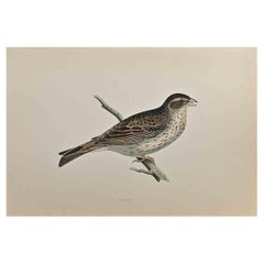 Bunting - Woodcut Print by Alexander Francis Lydon  - 1870