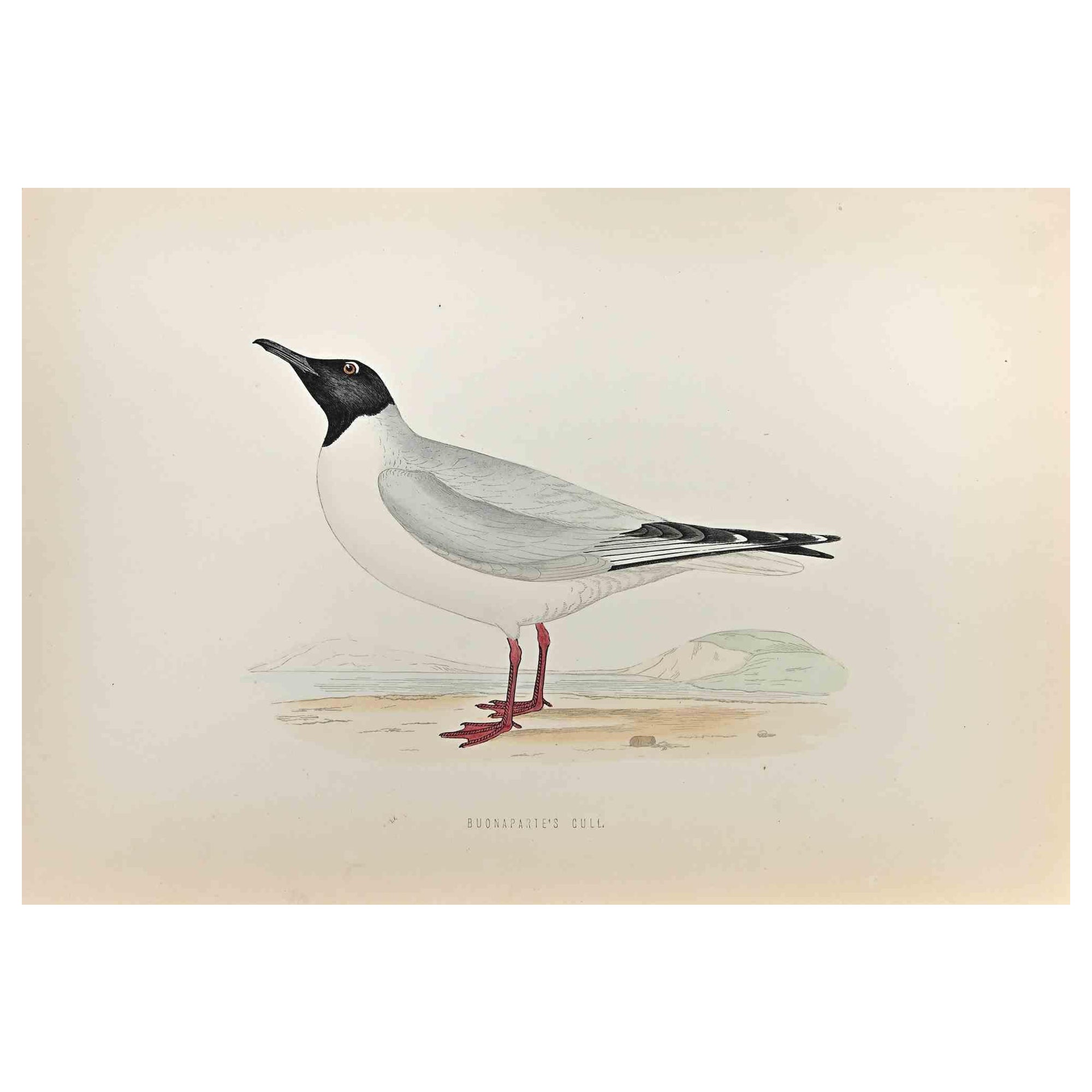 Gaviota de Buonaparte - Grabado xilográfico de Alexander Francis Lydon  - 1870