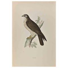 Buzzard, gravure sur bois d'Alexander Francis Lydon  - 1870
