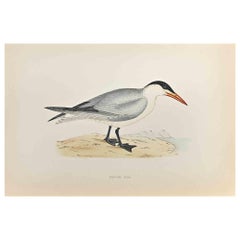 Caspian Tern - Woodcut Print by Alexander Francis Lydon  - 1870