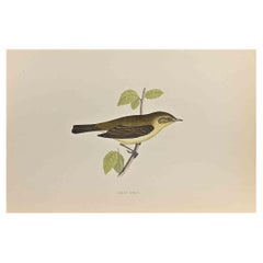 Chiff Chaff - Stampa xilografica di Alexander Francis Lydon  - 1870