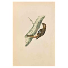 Creeper - Stampa xilografica di Alexander Francis Lydon  - 1870
