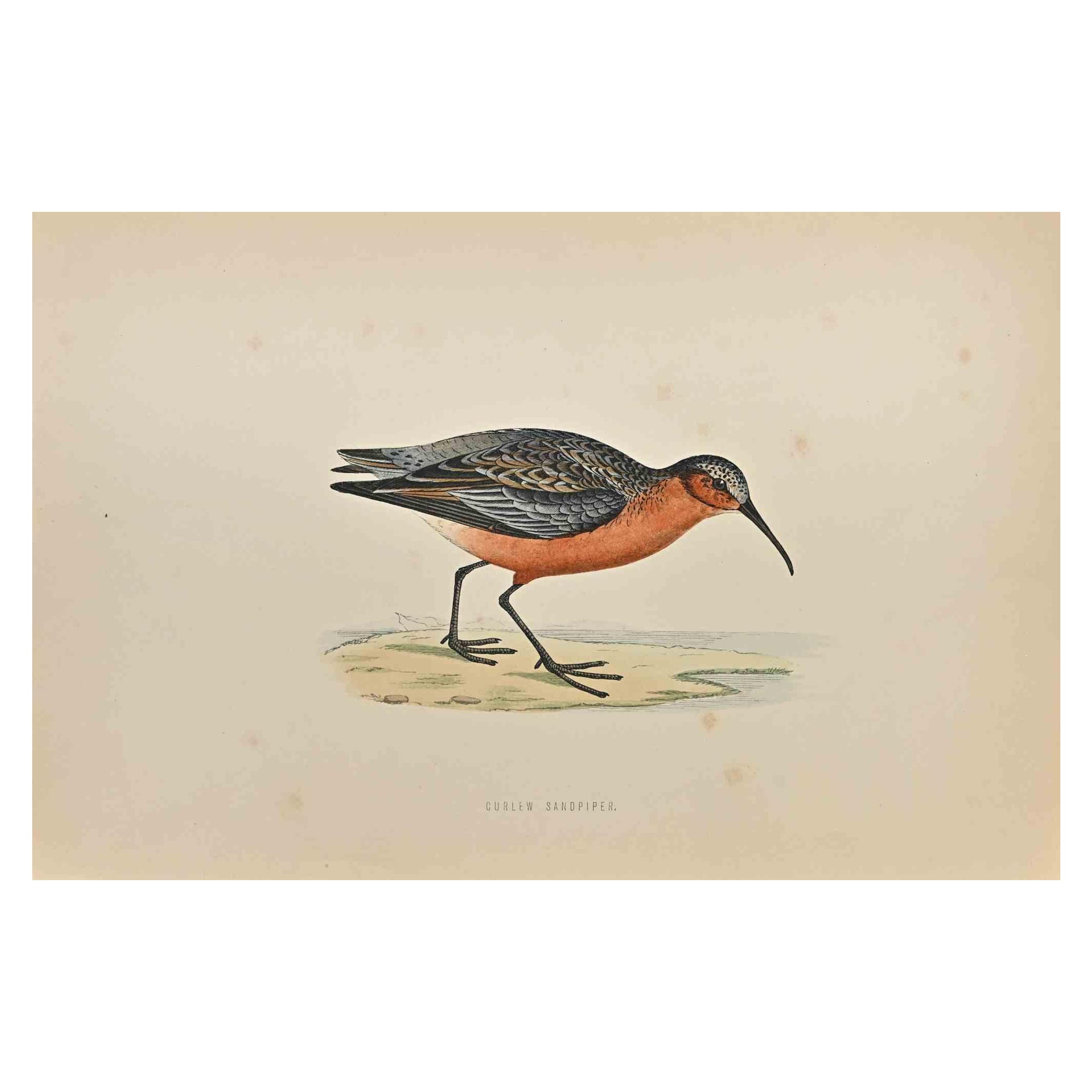 Sandpiper Curlew - Impression sur bois d'Alexander Francis Lydon  - 1870