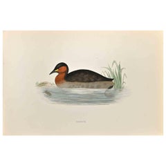 Dabchick - Stampa xilografica di Alexander Francis Lydon  - 1870