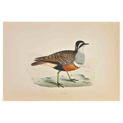 Dotterel - Grabado xilográfico de Alexander Francis Lydon  - 1870