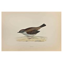 Dunnock - Holzschnittdruck von Alexander Francis Lydon  - 1870