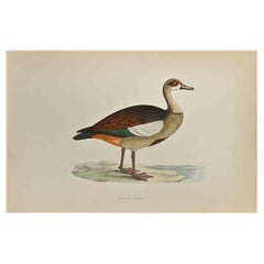 Ganso egipcio - Grabado xilográfico de Alexander Francis Lydon  - 1870